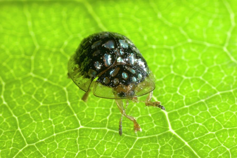 Leaf Beetle Photograph by Philippe Psaila/science Photo Library