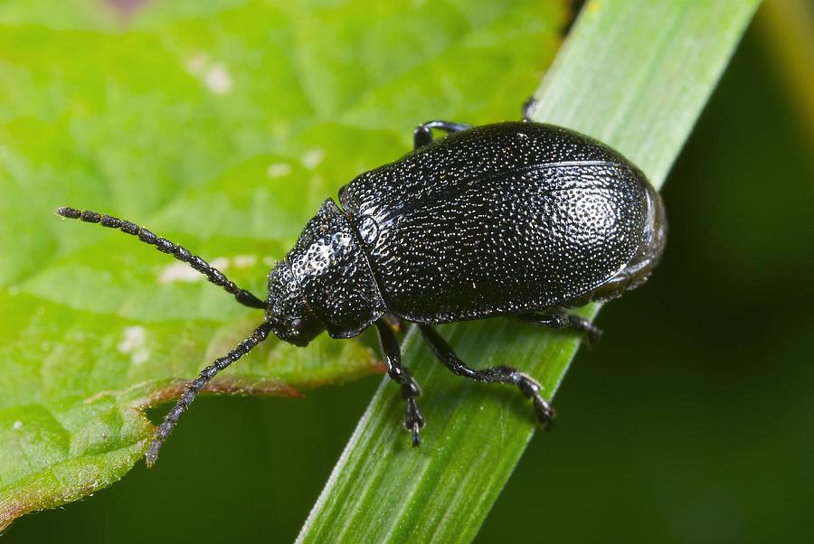 Leaf beetle Photograph by Science Photo Library - Pixels