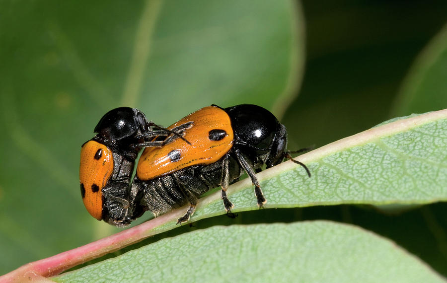 Nature Photograph - Leaf Beetles by Nigel Downer