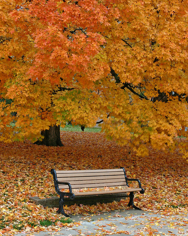 Leaf Bench Photograph by Christopher McKenzie