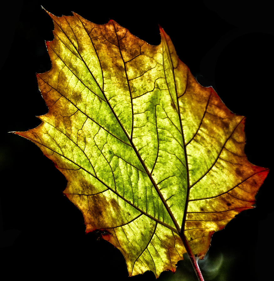 Leaf Photograph by Bill Barber