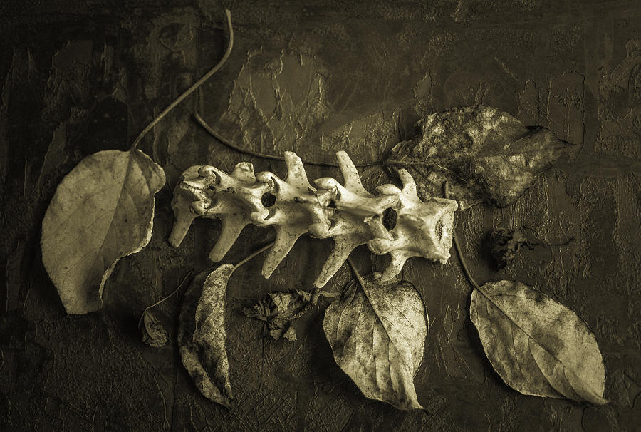 Leaf Bone Etched Copper Photograph by Ronda Broatch