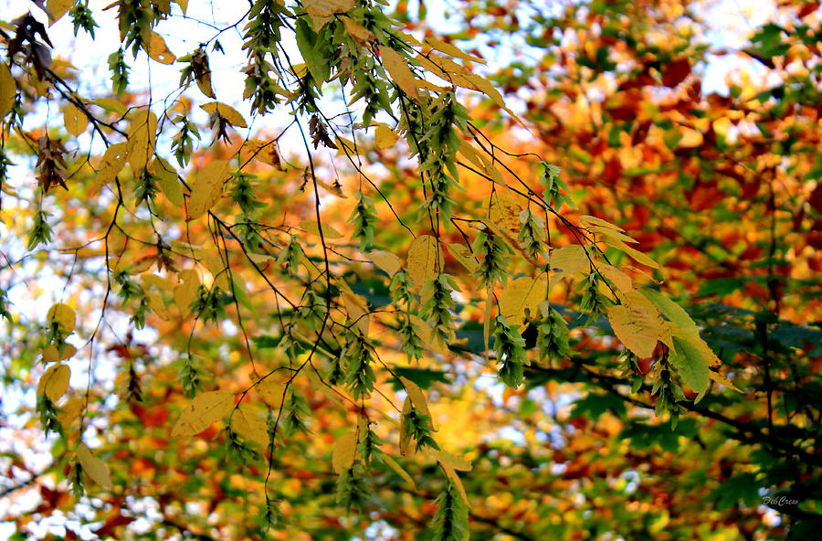 Leaf Breezes Photograph by Deborah  Crew-Johnson