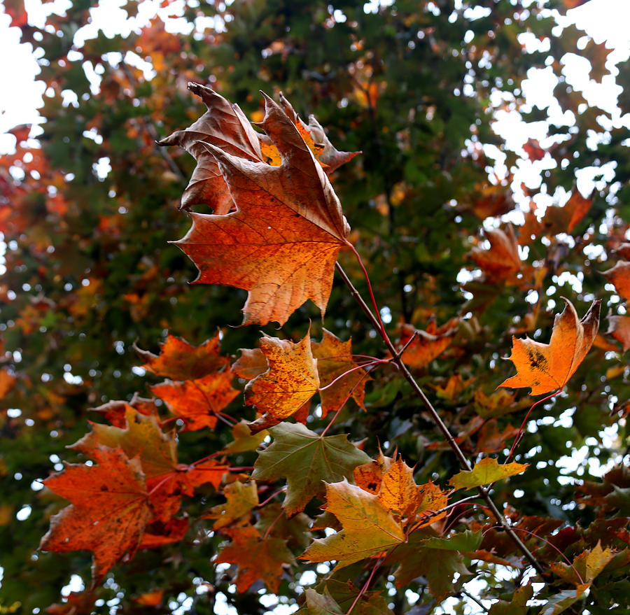 Fall Photograph - Leaf change by Reena Nemirovsky