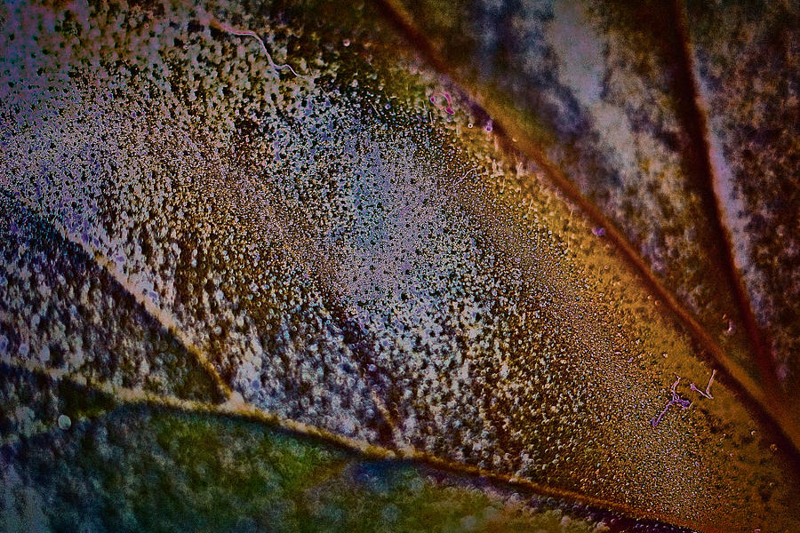 Leaf Photograph by Charles Muhle