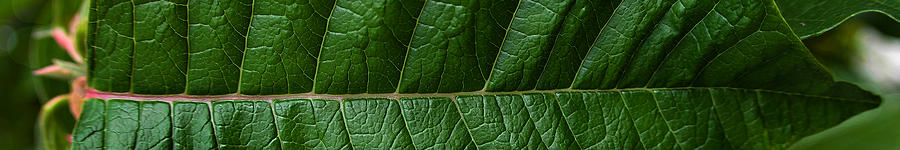 Leaf Close Up Photograph by Agustin Uzarraga