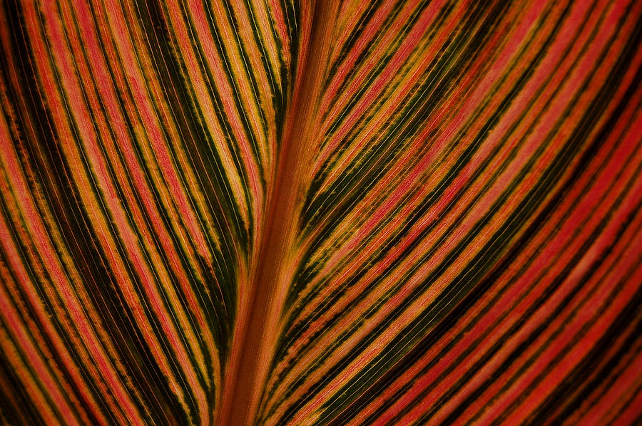 Cannas Plant Leaf Closeup Photograph by Linda Brody