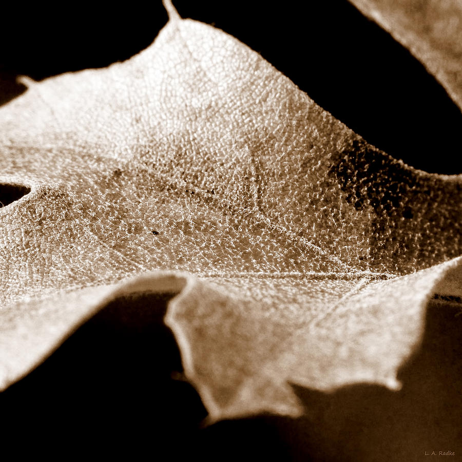 Leaf Collage 1 Photograph by Lauren Radke