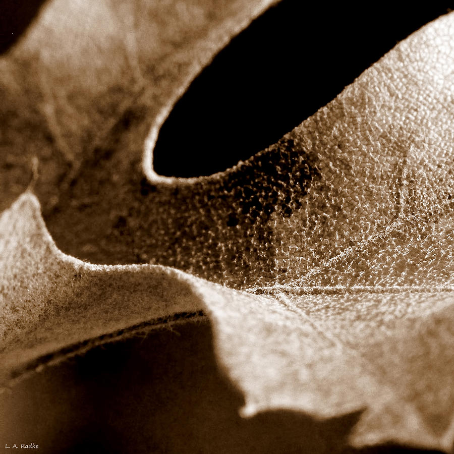 Leaf Collage 3 Photograph by Lauren Radke
