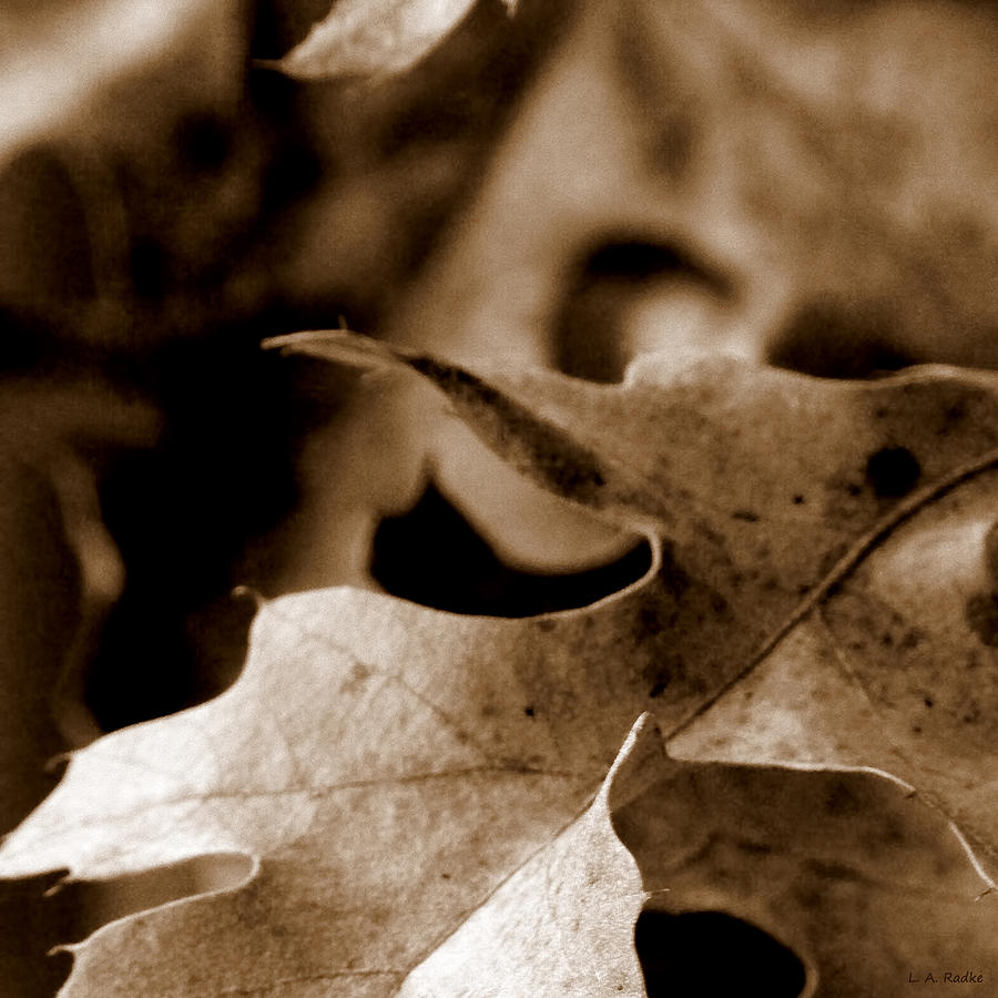 Leaf Collage 4 Photograph by Lauren Radke