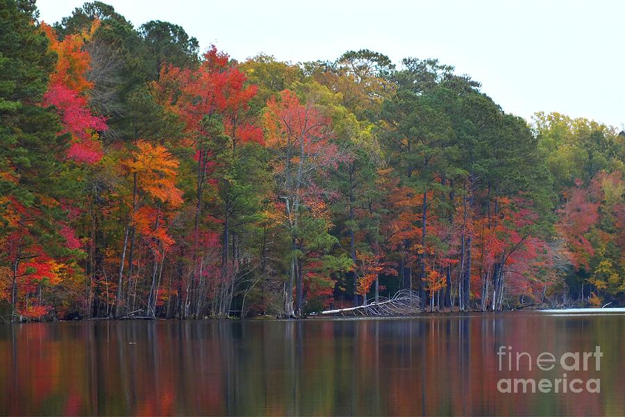 Leaf Colors Photograph by Scott Cameron