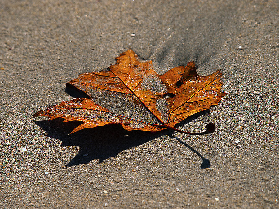 Leaf Composed Photograph by Joe Schofield