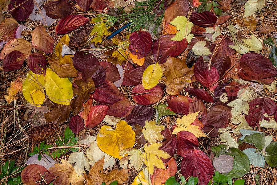 Fall Photograph - Leaf Confetti by Kathleen Bishop