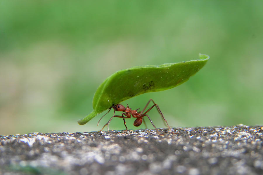 Leaf Cutter Ant Photograph by Avid_creative