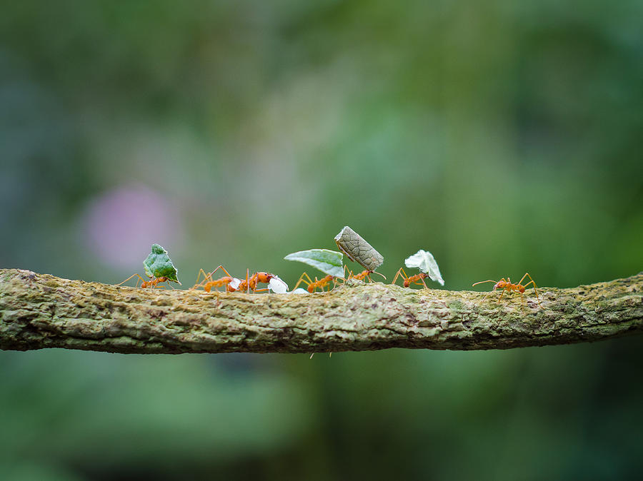 Leaf-cutter ants on branch Photograph by Colin McDonald