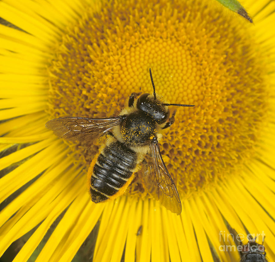 Leaf-cutter Bee Photograph by Nigel Cattlin