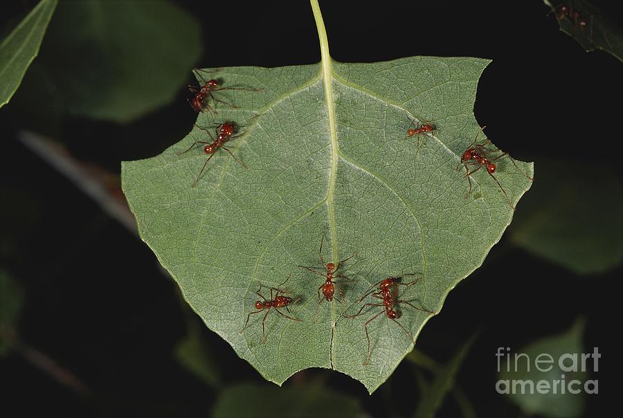 Ant Photograph - Leaf-cutting Ants by Art Wolfe