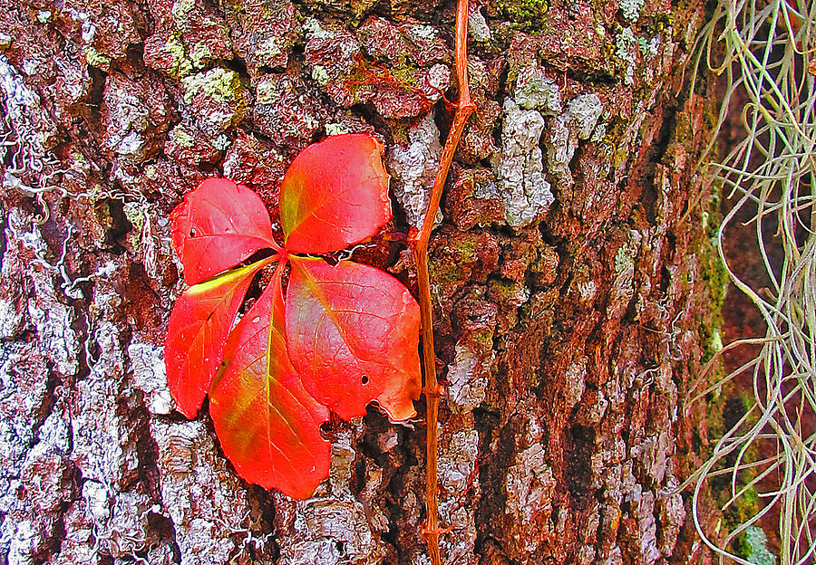 Leaf Photograph by Dart Humeston