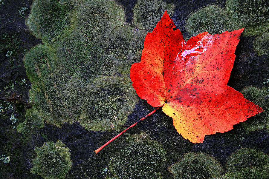 Leaf Photograph by David Pratt