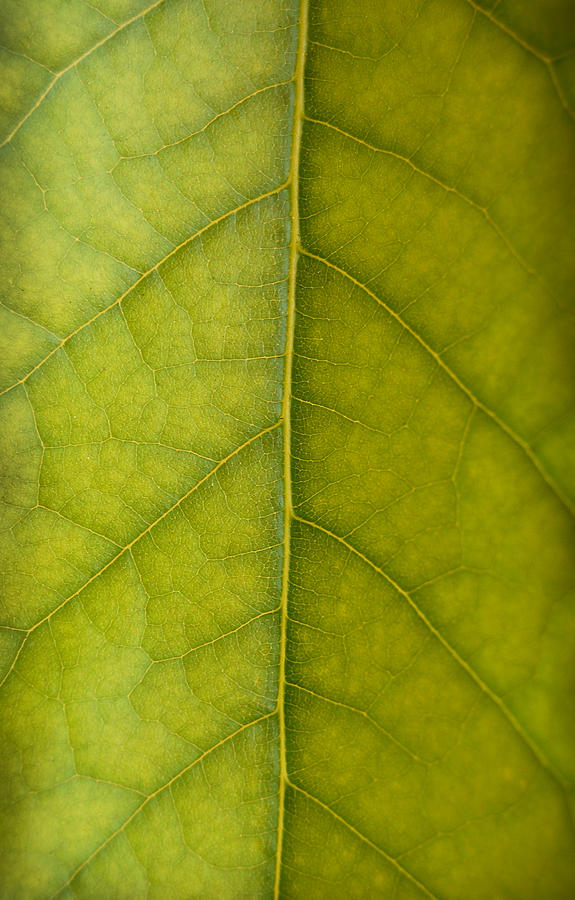 Leaf Detail Photograph by Gina Dsgn - Fine Art America