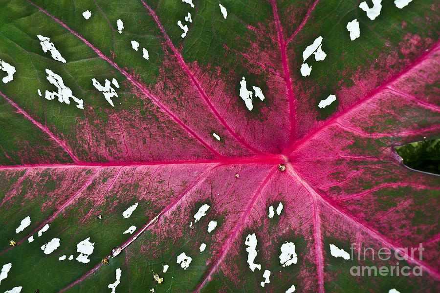 Leaf Detail Photograph by Heiko Koehrer-Wagner