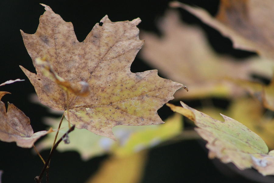Leaf Detail Photograph by Lois Tomaszewski