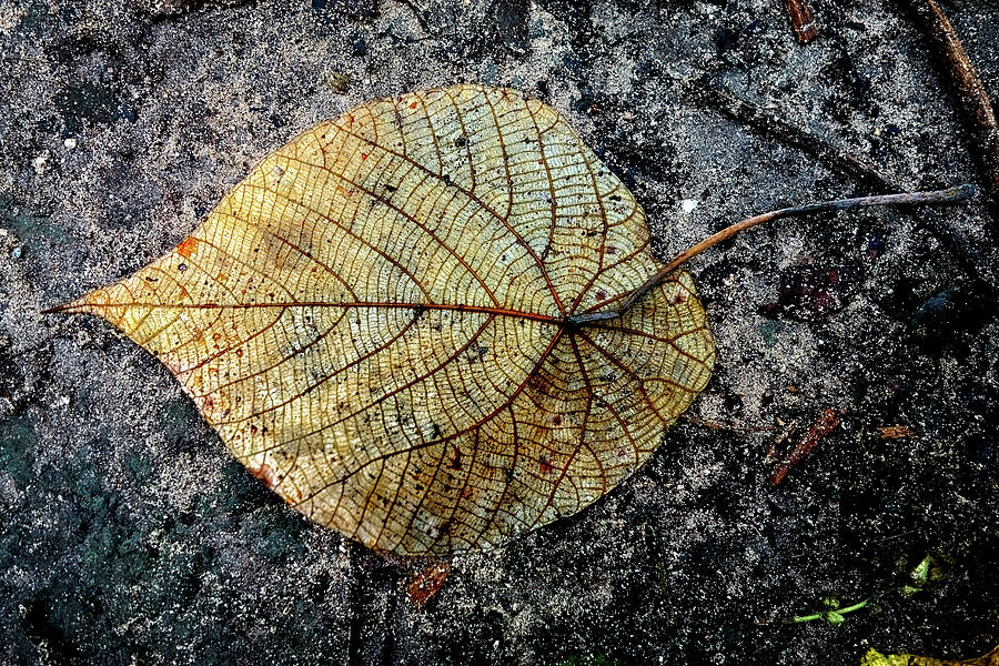 Leaf Detail On Sand Photograph by Martin Hardman