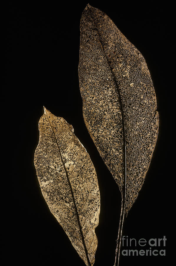Leaf Detail Photograph by Ron Sanford