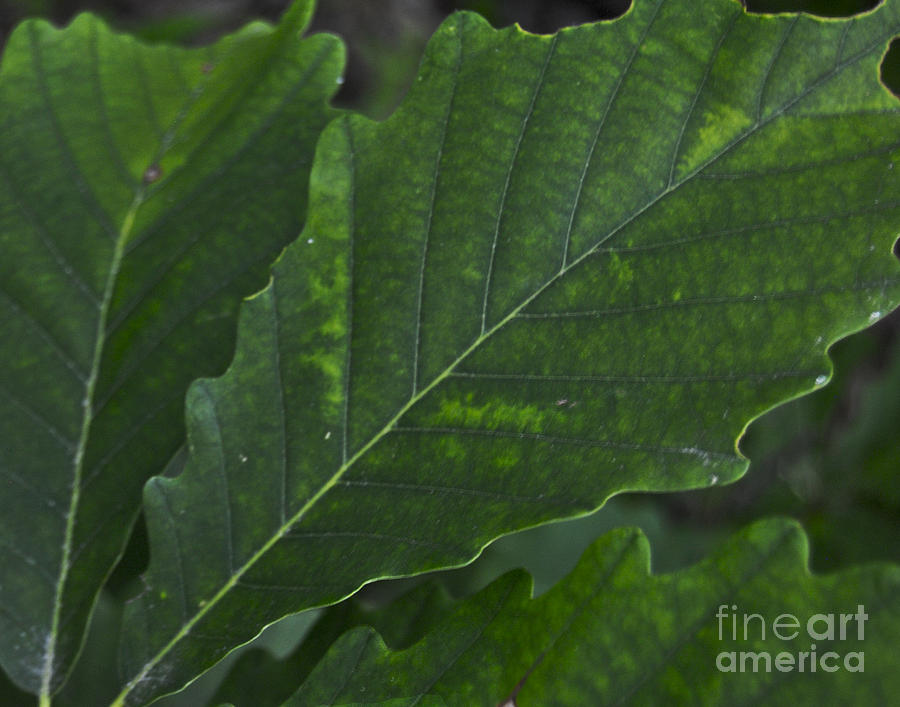 Tree Photograph - Leaf Details by Leslie Cruz