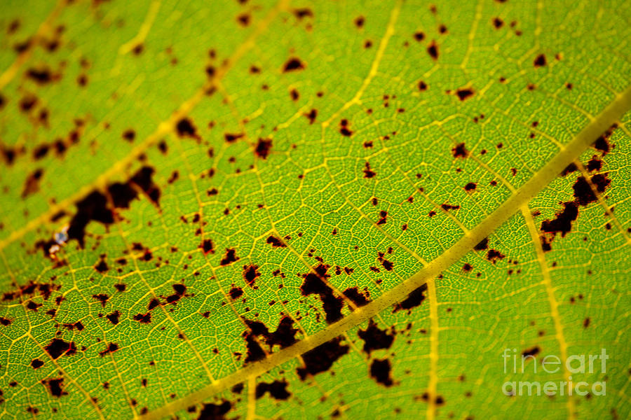 Leaf DNA Photograph by Dale Powell