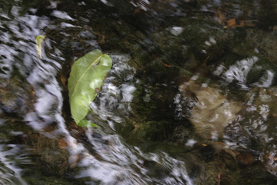 Creek Photograph - Leaf Drift by Daniel Kasztelan