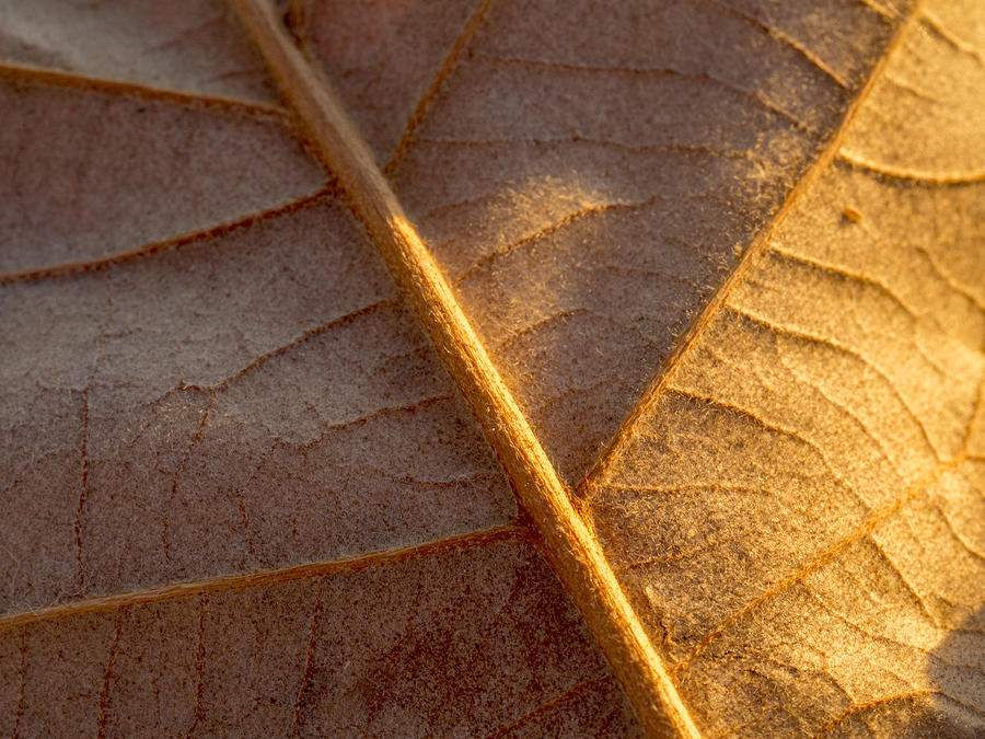 Leaf Photograph by Dustin LeFevre