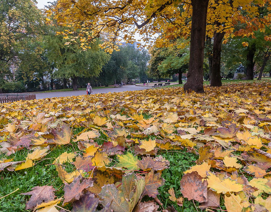 Leaf fall Photograph by Sergey Simanovsky