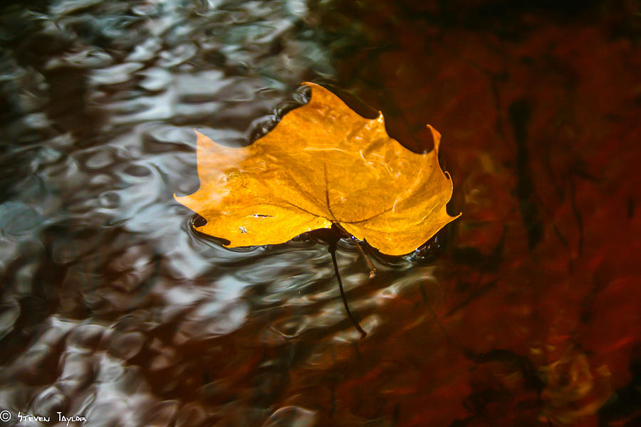Leaf falls rivers gain Photograph by Steven Taylor - Fine Art America