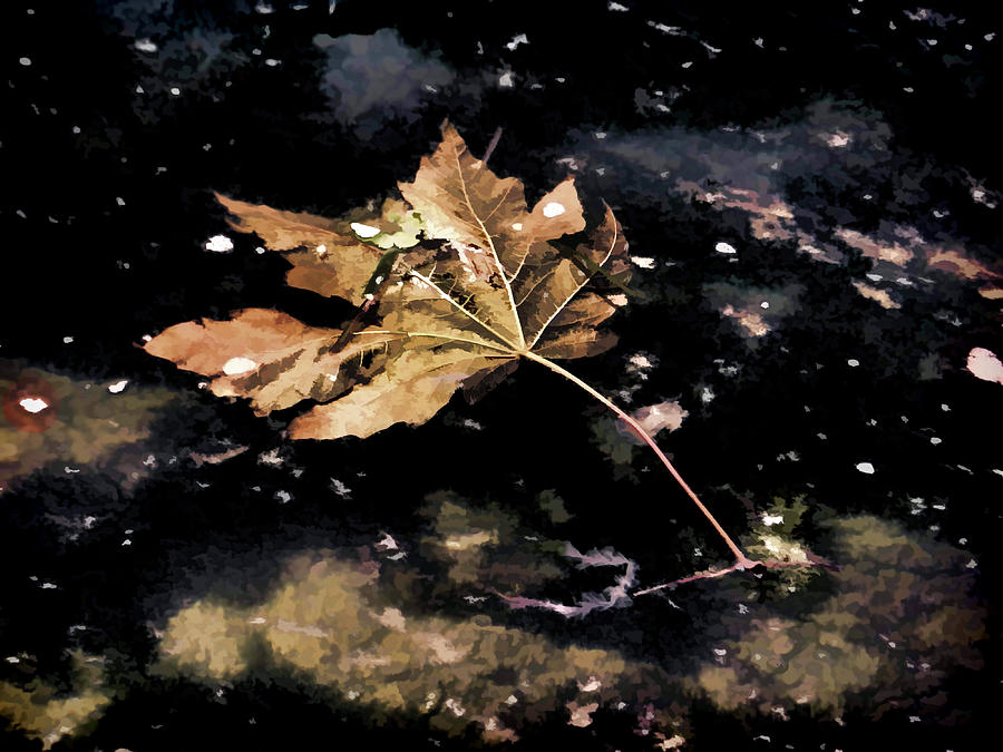 Leaf floating on water Photograph by Cathy Anderson