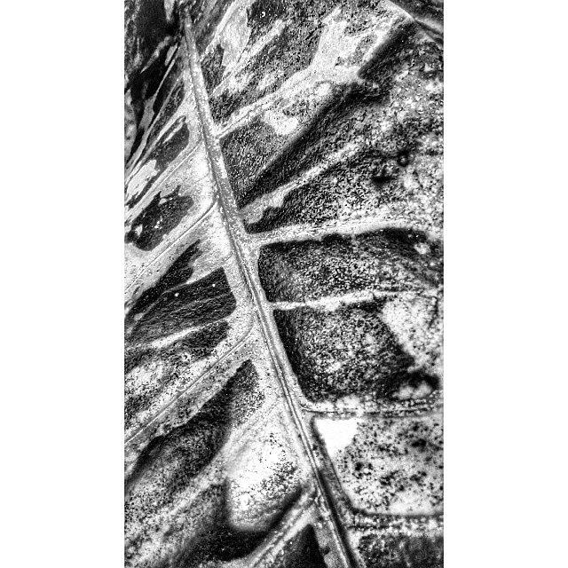 Flora Photograph - Leaf #flora #blackandwhite #monochrome by Sanz Lashley
