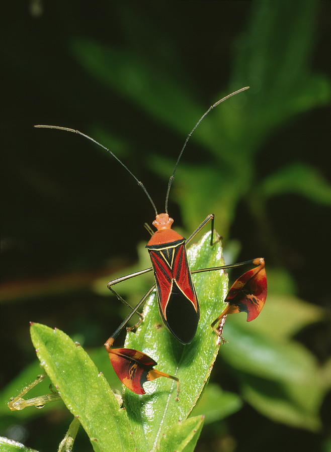 Leaf-footed Bug by Science Photo Library