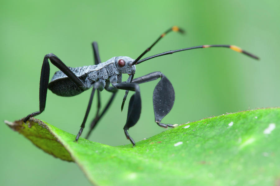 Leaf-footed Squash Bug Photograph by Melvyn Yeo - Fine Art America