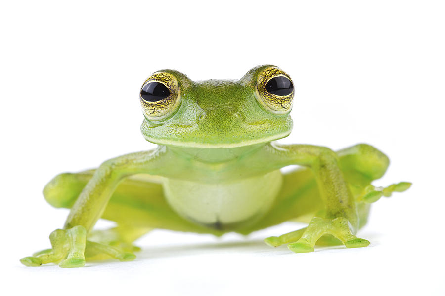 Leaf Frog Tapanti Costa Rica Photograph by Piotr Naskrecki