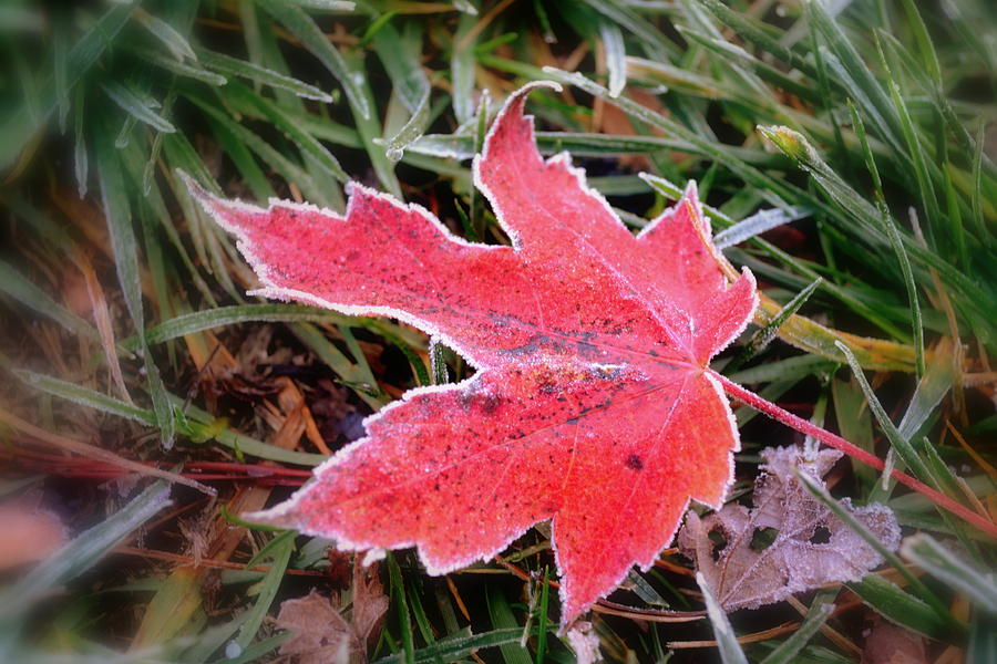 Leaf Frost Photograph by Michelle Ayn Potter