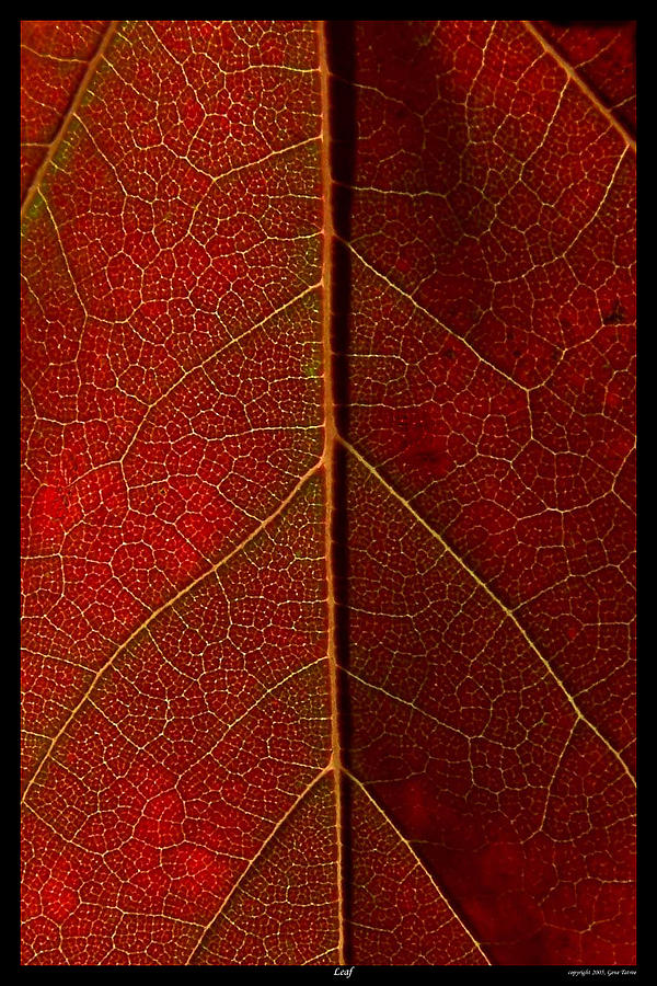 Leaf Photograph by Gene Tatroe