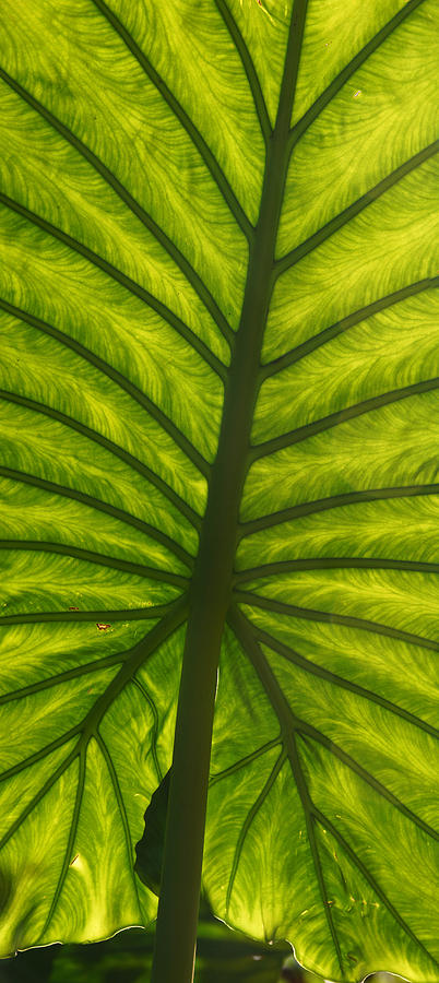 Leaf Geometry Photograph by Leda Robertson