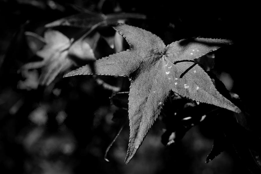 Leaf Photograph by George Taylor