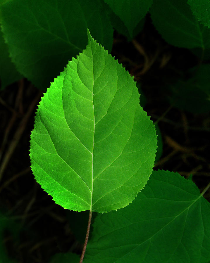 Leaf Glow Photograph by Jamieson Brown
