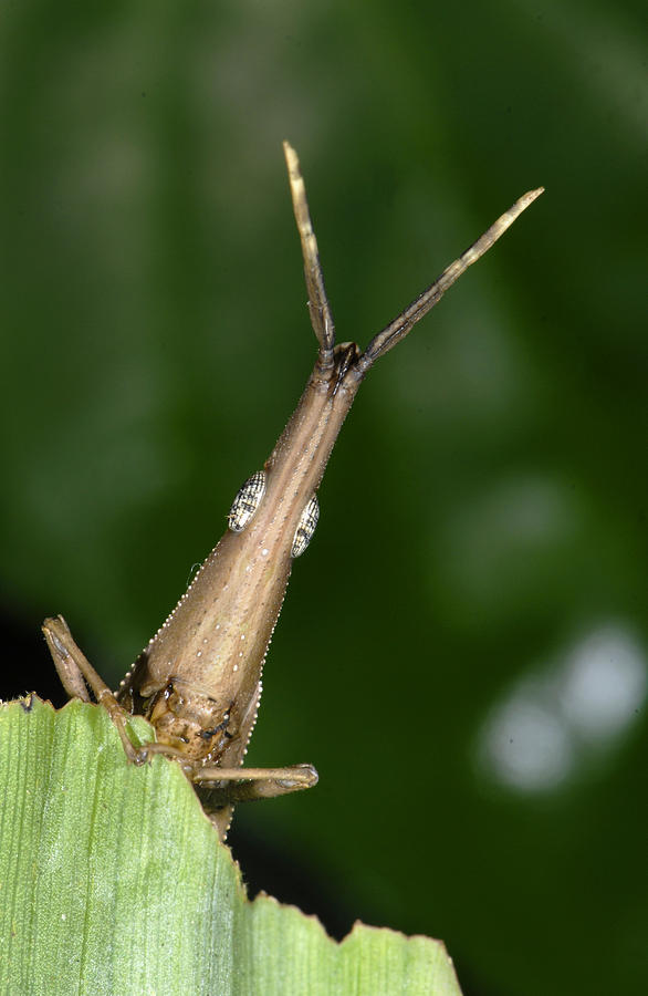 Leaf Grasshopper Photograph by Francesco Tomasinelli