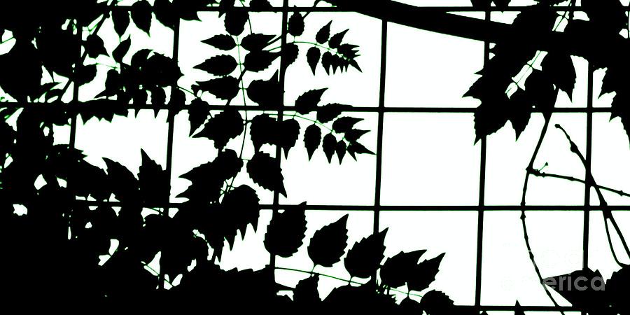 Leaf Grid Photograph by Kim Yarbrough