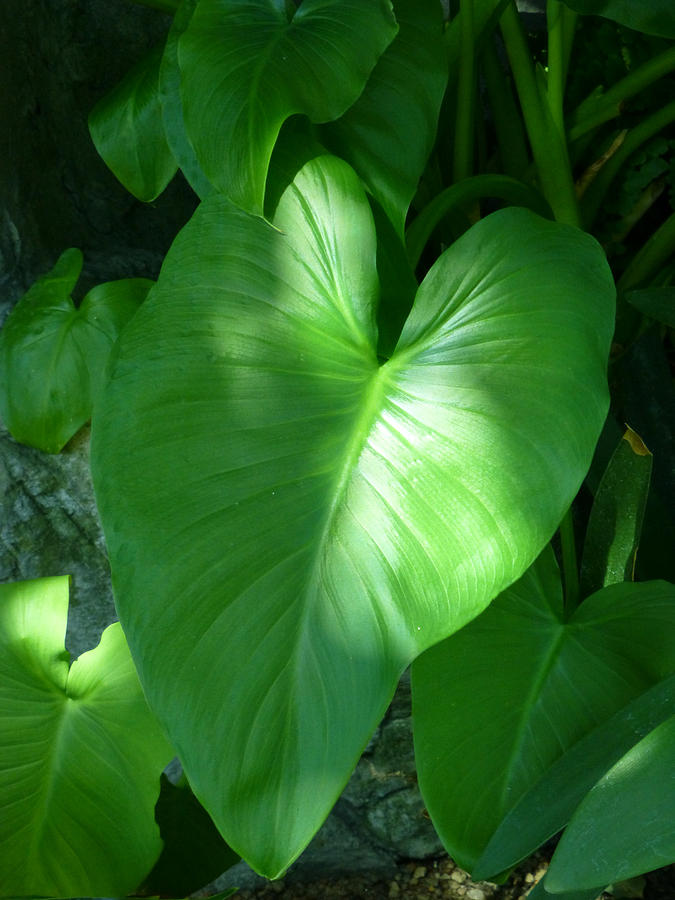 Leaf Heart Photograph by Claudia Goodell