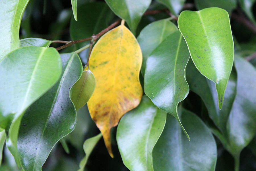 Leaf Hiding Out Photograph by Audrey Robillard