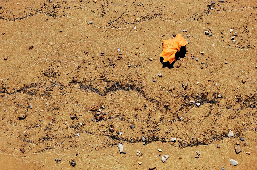 Landscape Photograph - Leaf Impression by Diana Boyd Landscape Photograph - Leaf Impression by Diana Boyd
