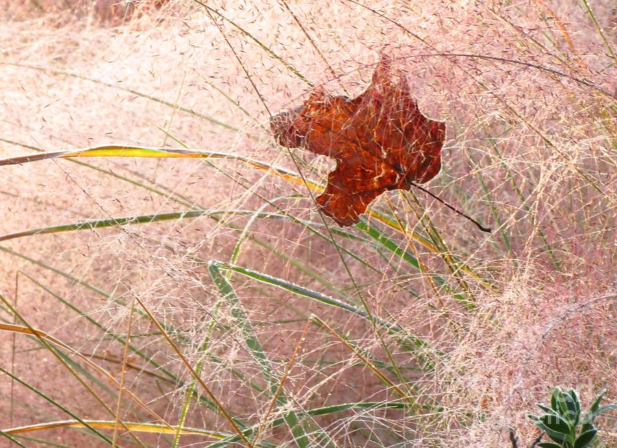 Leaf in Autumn Photograph by Anita Adams